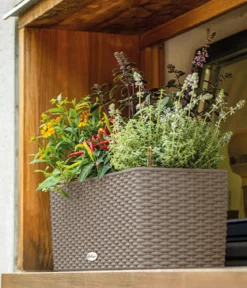 LECHUZA® Kunststoff-Kasten Balconera Cottage, rechteckig