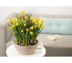 LECHUZA® Kunststoff-Schale 'Cubeto Stone', rund