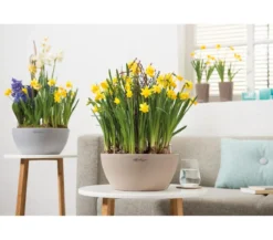 LECHUZA® Kunststoff-Schale 'Cubeto Stone', rund