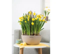 LECHUZA® Kunststoff-Schale 'Cubeto Stone', rund