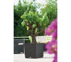 LECHUZA® Kunststoff-Topf Cube Cottage, quadratisch