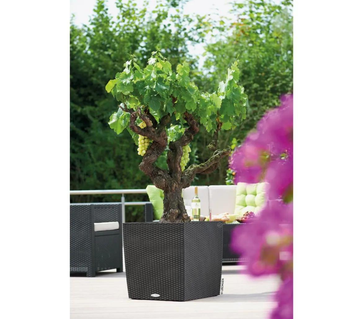 LECHUZA® Kunststoff-Topf Cube Cottage, quadratisch