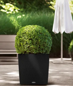 LECHUZA® Kunststoff-Topf Cube Cottage, quadratisch