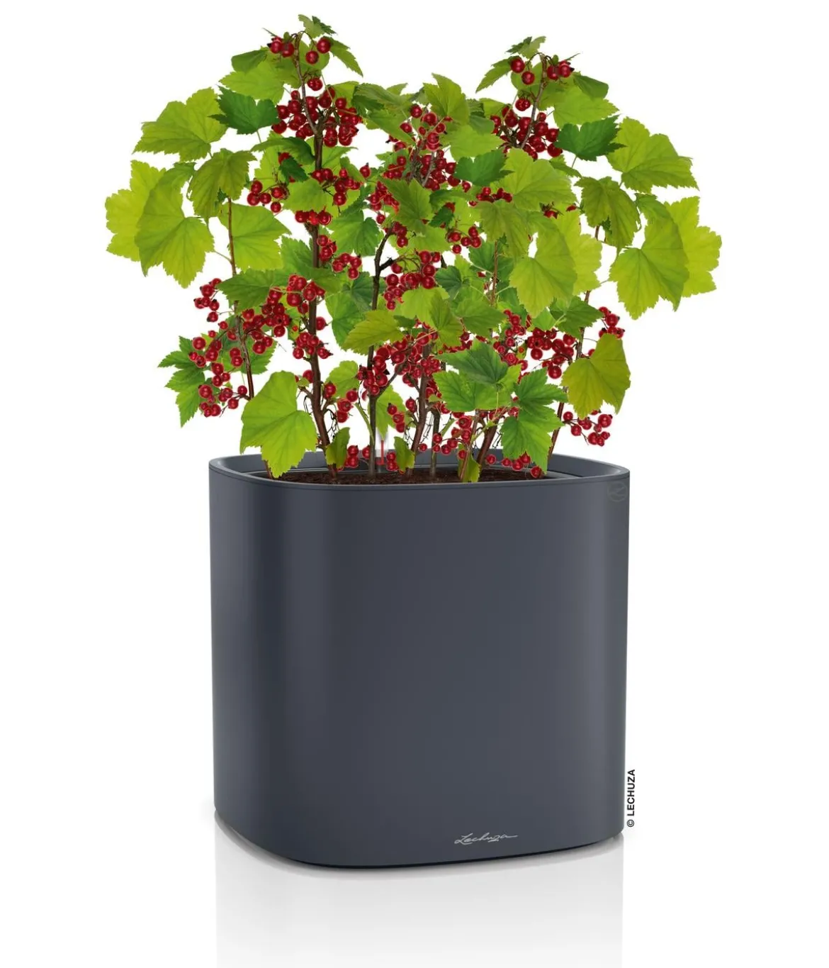 LECHUZA® Kunststoff-Topf PILA Color Planter, quadratisch, ca. B35/H33/T35 cm