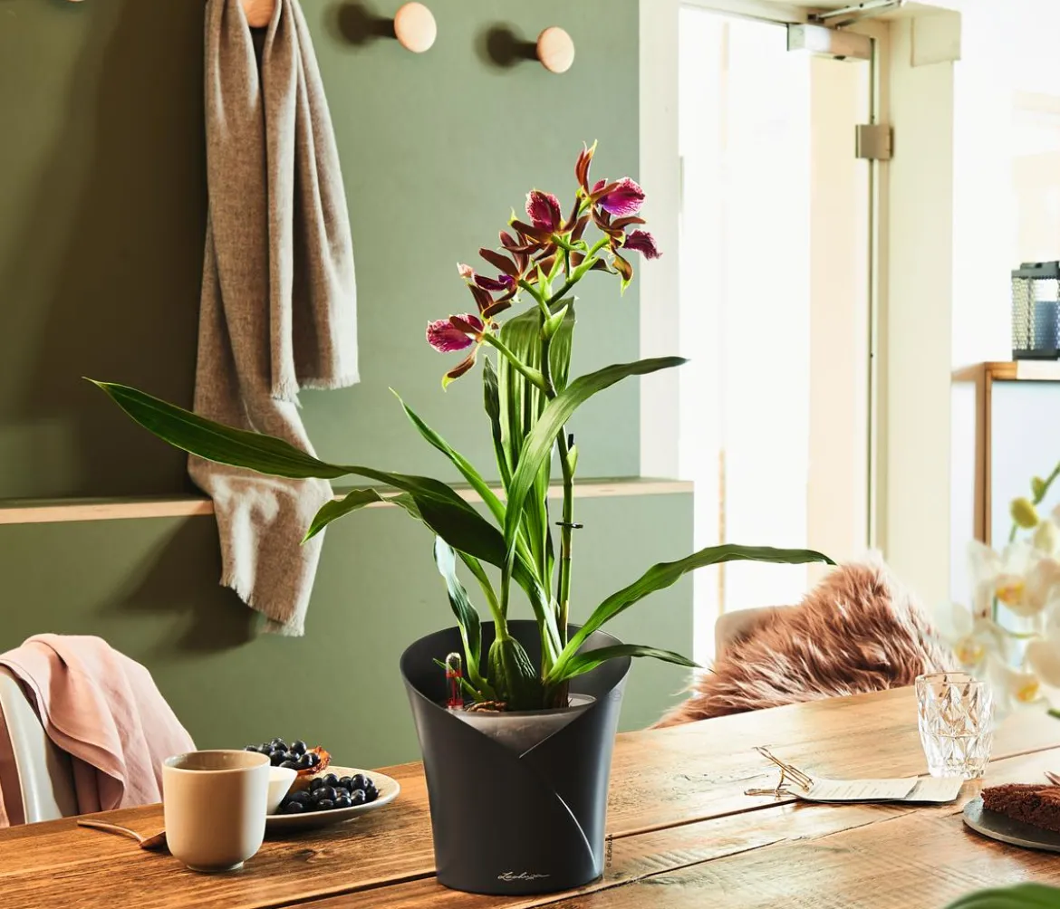 LECHUZA® ORCHIDEA, All-in-One Set, ca. Ø18/H20 cm