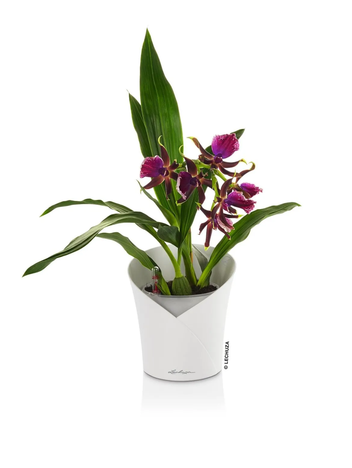 LECHUZA® ORCHIDEA, All-in-One Set, ca. Ø18/H20 cm
