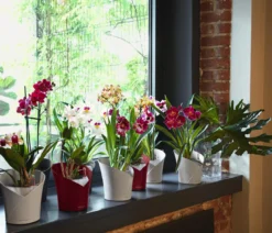 LECHUZA® ORCHIDEA, All-in-One Set, ca. Ø18/H20 cm