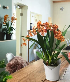 LECHUZA® ORCHIDEA, All-in-One Set, ca. Ø18/H20 cm