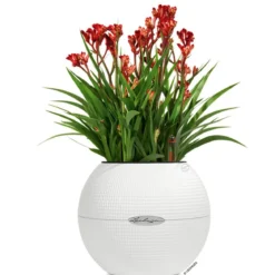 LECHUZA® PURO Color, All-in-One-Set, rund, ca. Ø20 cm