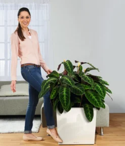 LECHUZA® Rolluntersetzer für CLASSICO/QUADRO