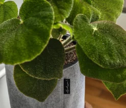 LECHUZA® TRENDCOVER Felt, All-in-One Set
