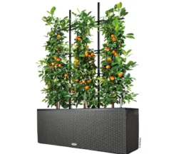 LECHUZA® Trio Cottage Rankgitter, schwarz, ca. B113/H170 cm
