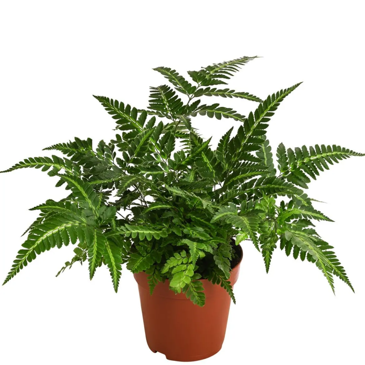 Lederblattfarn - Rumohra adiantiformis
