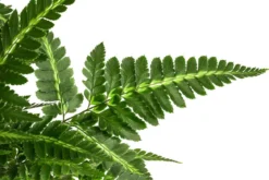 Lederblattfarn - Rumohra adiantiformis