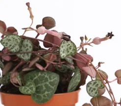 Leuchterblume - Ceropegia woodii, Ampel