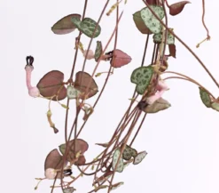 Leuchterblume - Ceropegia woodii, Ampel