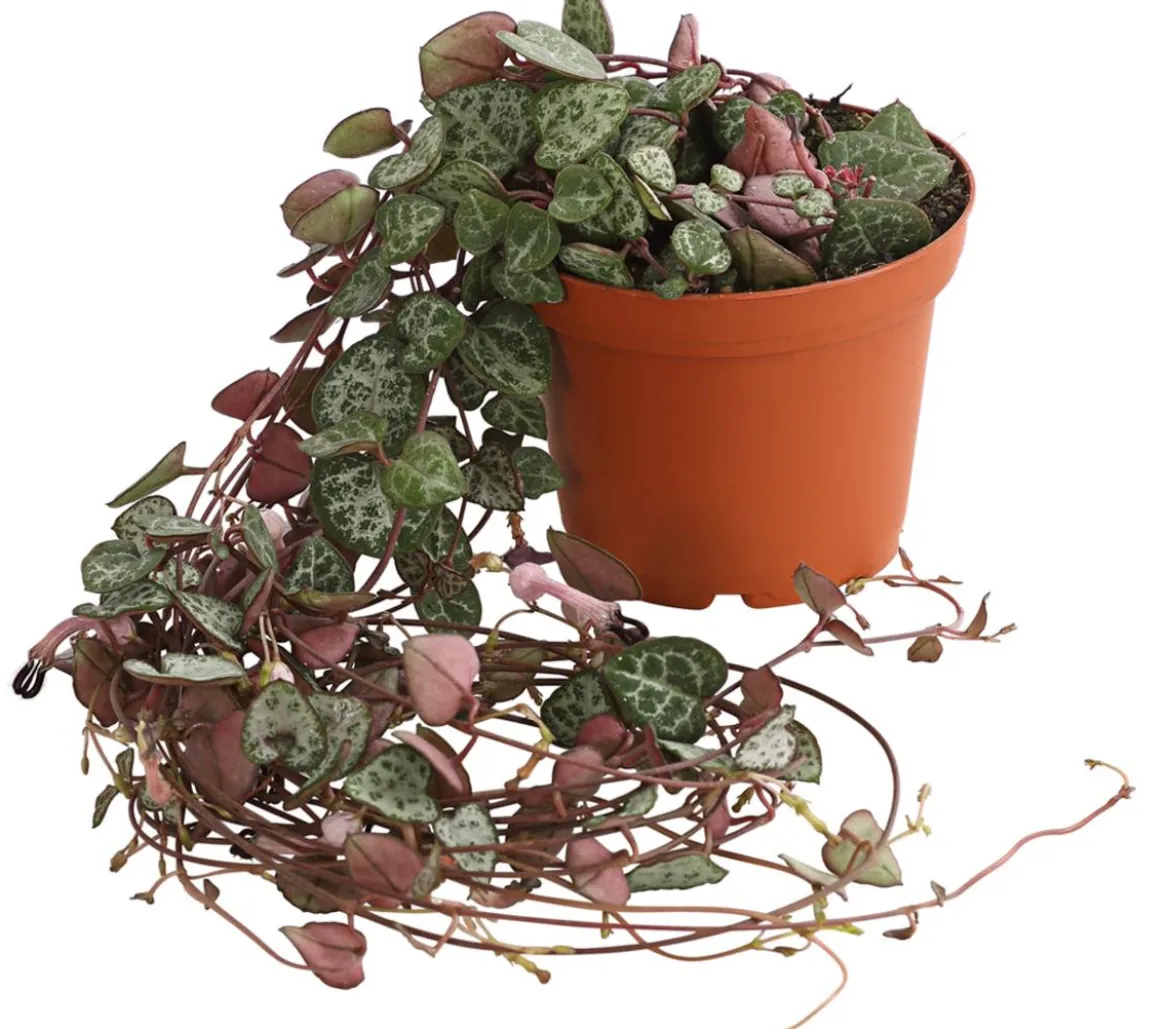 Leuchterblume - Ceropegia woodii, Ampel