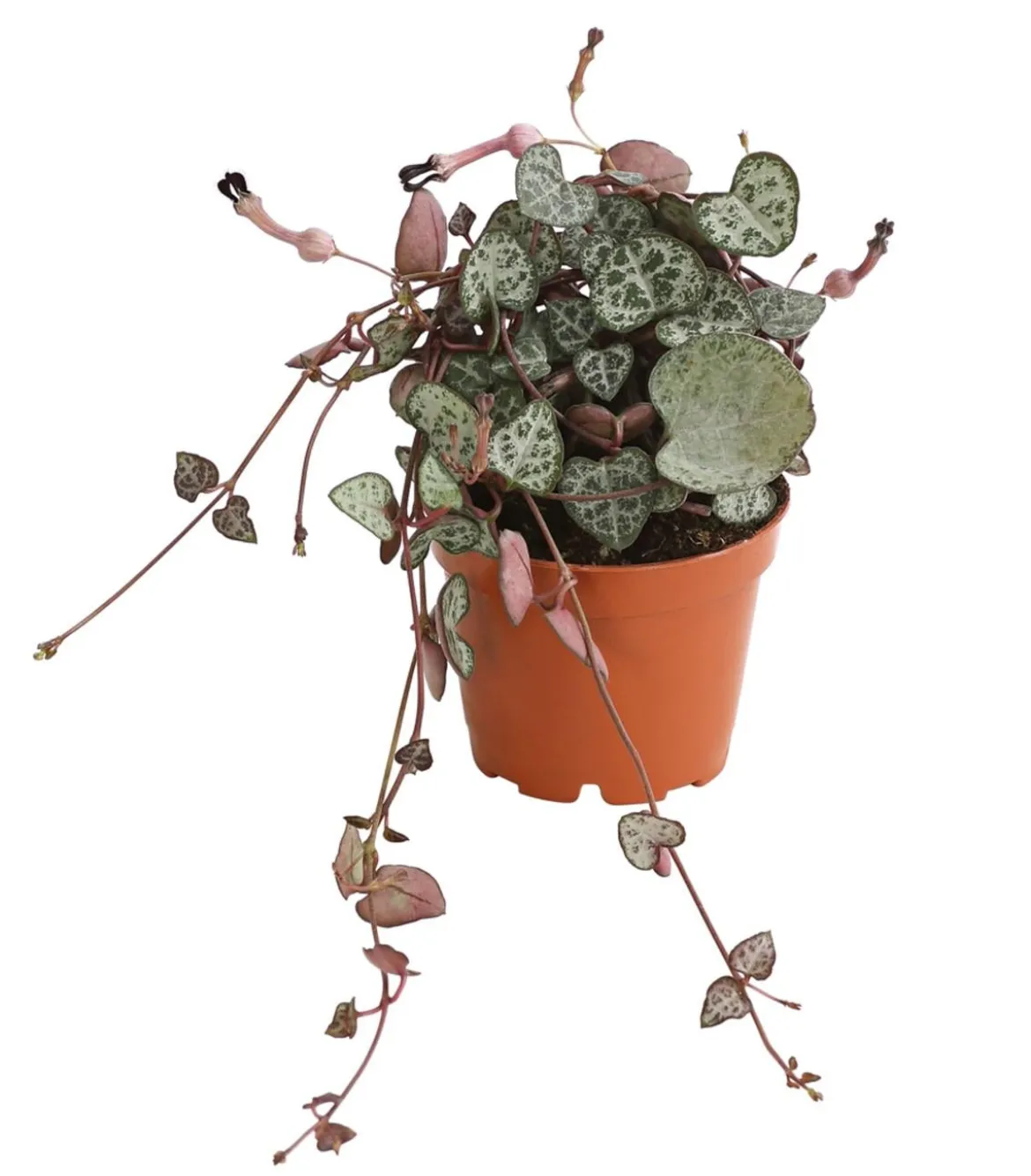 Leuchterblume - Ceropegia woodii, Ampel