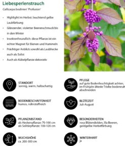 Liebesperlenstrauch 'Profusion'
