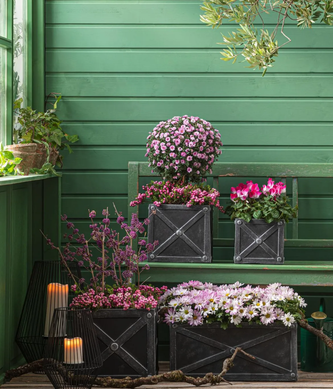 Liebesperlenstrauch 'Profusion'
