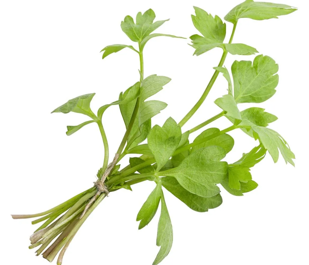Liebstock