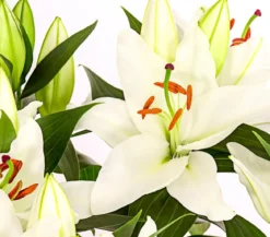 Lilie