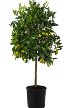 Limette 'Limequat'
