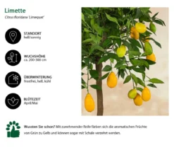Limette 'Limequat'
