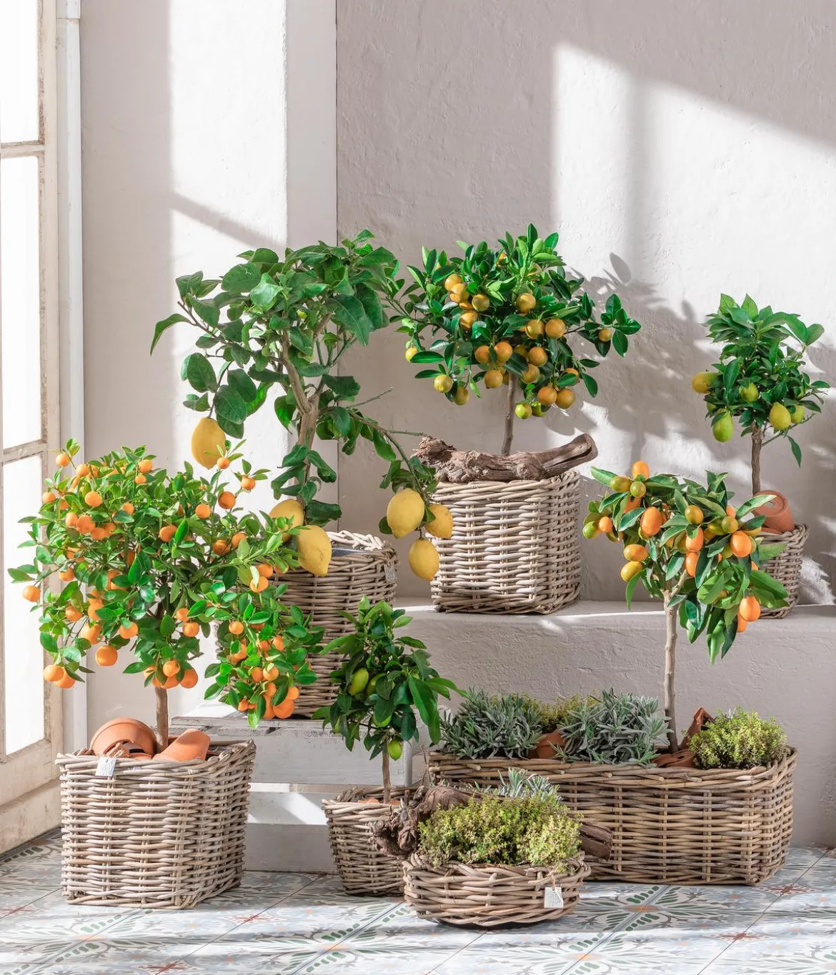 Limette 'Limequat'