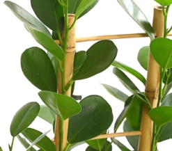 Lorbeer-Feige - Ficus microcarpa 'Moclame', Spalier