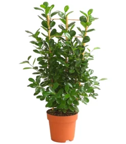 Lorbeer-Feige - Ficus microcarpa 'Moclame', Spalier
