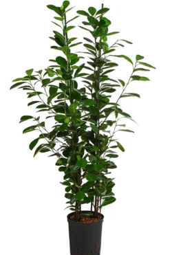 Lorbeer-Feige - Ficus microcarpa 'Moclame', Hydrokultur