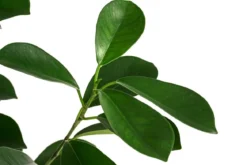 Lorbeer-Feige - Ficus microcarpa 'Moclame', Hydrokultur