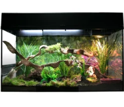 Lucky Reptile Starter Kit Komplettset Bartagame, ca. B80/H52/T40 cm