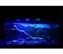 Lucky Reptile Starter Kit Komplettset Bartagame, ca. B80/H52/T40 cm