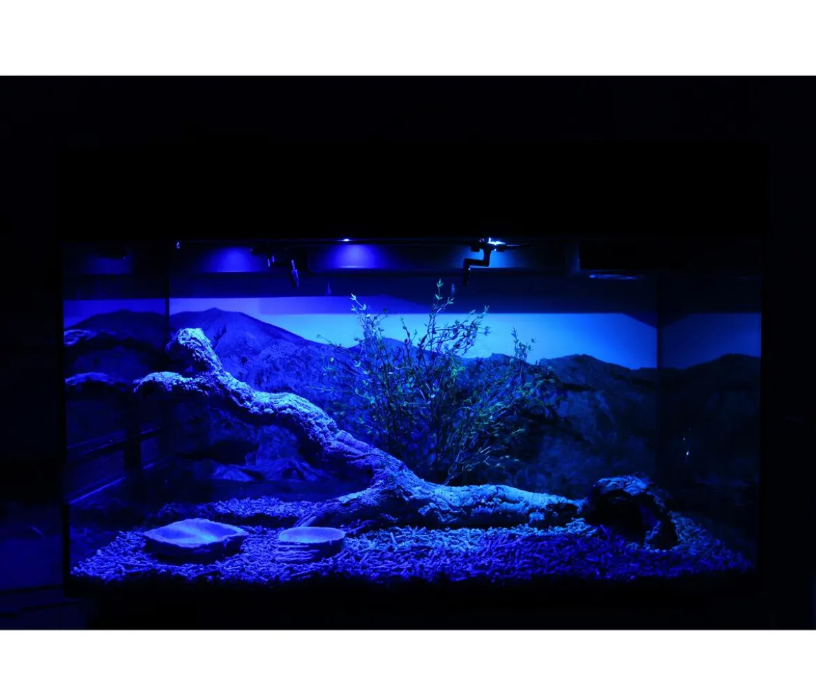Lucky Reptile Starter Kit Komplettset Bartagame, ca. B80/H52/T40 cm