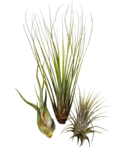 Luftnelken-Set - Tillandsia, 3-teilig