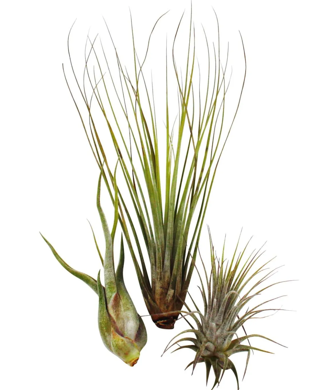 Luftnelken-Set - Tillandsia, 3-teilig