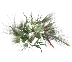Luftnelken-Set - Tillandsia, verschiedene Sorten, 27-teilig
