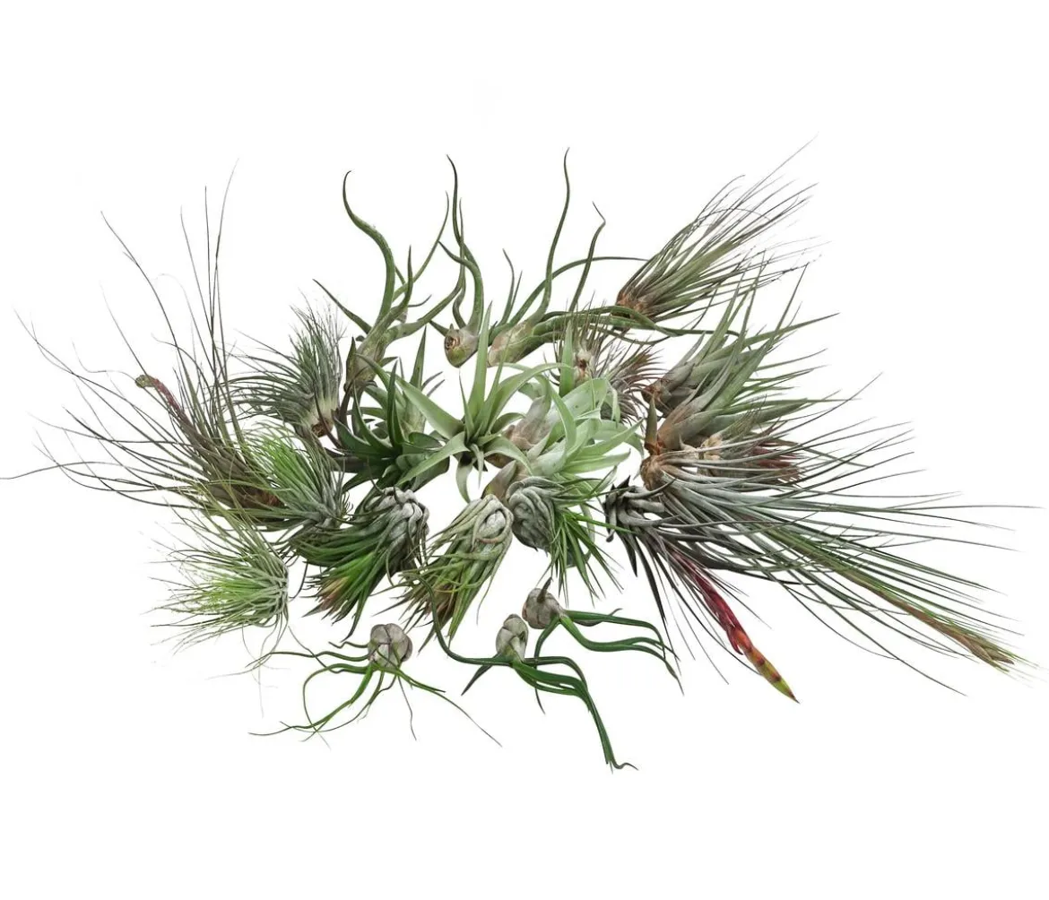Luftnelken-Set - Tillandsia, verschiedene Sorten, 27-teilig