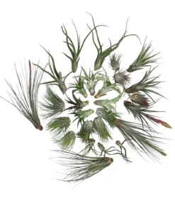 Luftnelken-Set - Tillandsia, verschiedene Sorten, 27-teilig