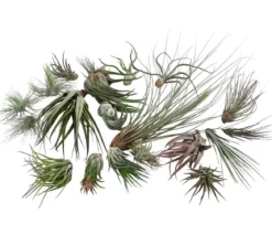 Luftnelken-Set - Tillandsia, verschiedene Sorten, 20-teilig