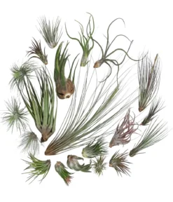 Luftnelken-Set - Tillandsia, verschiedene Sorten, 20-teilig