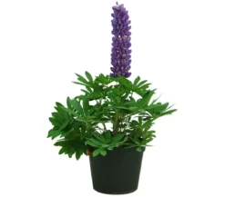 Lupine, verschiedene Sorten