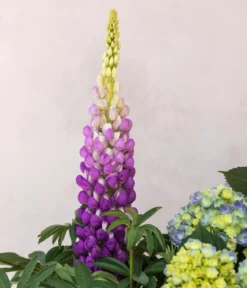 Lupine, verschiedene Sorten