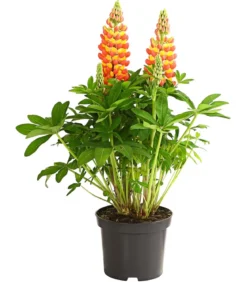 Lupine 'West Country', verschiedene Farben