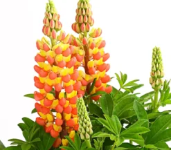 Lupine 'West Country', verschiedene Farben