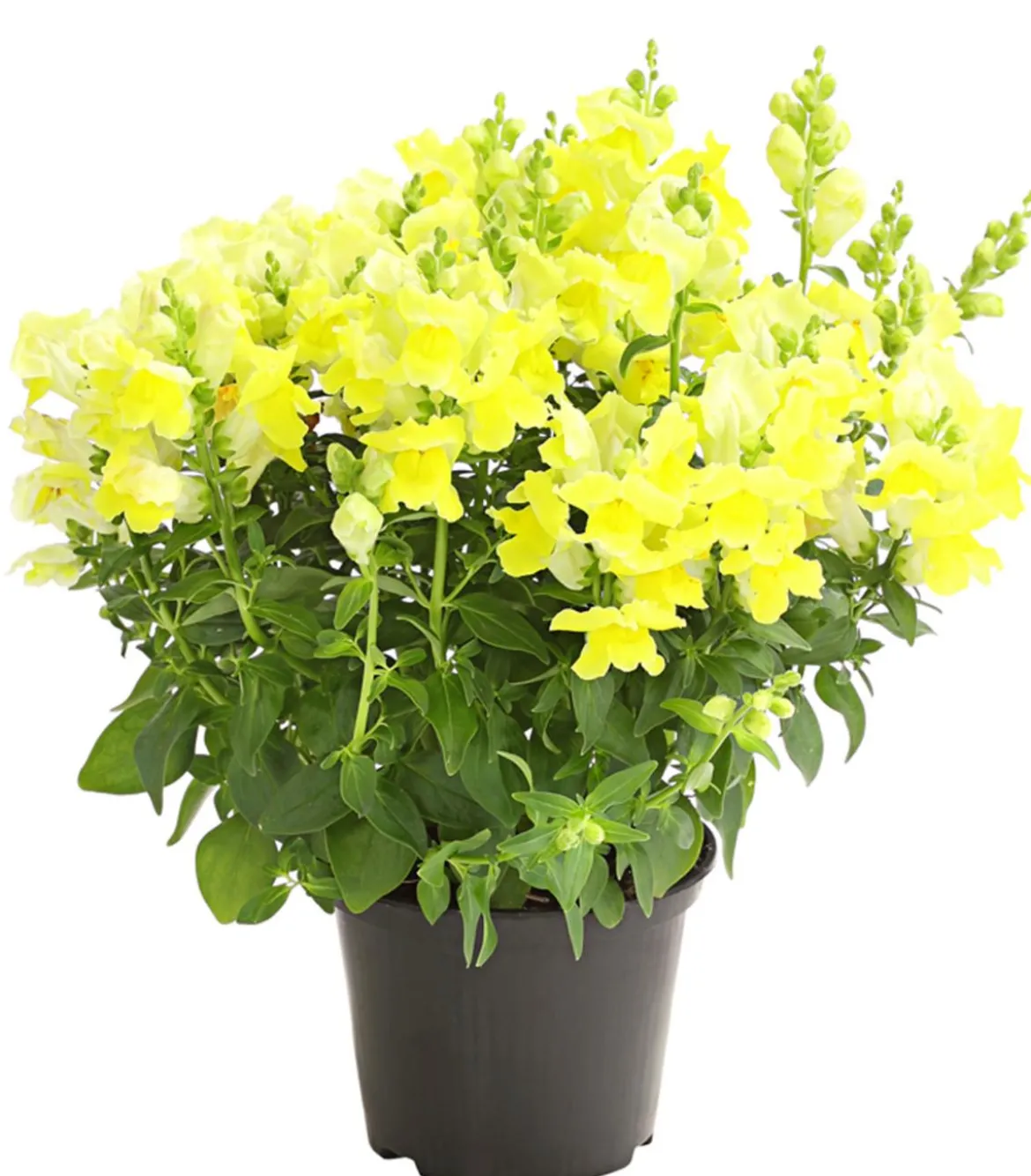 Löwenmäulchen