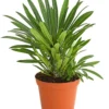 Madagaskarpalme - Pachypodium lamerei