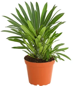 Madagaskarpalme - Pachypodium lamerei
